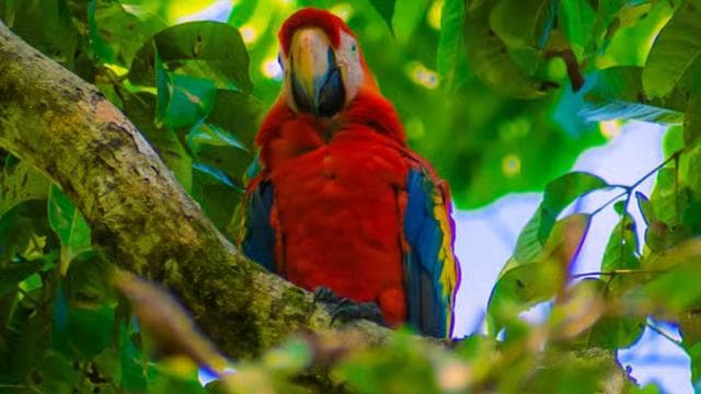 From Uvita: Day Trip to Corcovado National Park by Boat