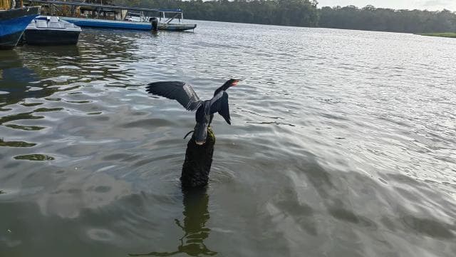 Tortuguero: Guided Canoe Tour "An Unforgettable Experience"