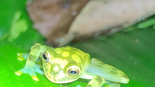 La Fortuna Night Walk in a High Biodiversity Rainforest