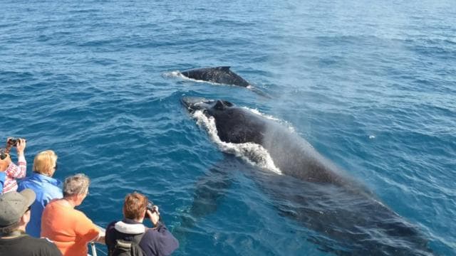 Miches : Private Whale Watching Samana bay