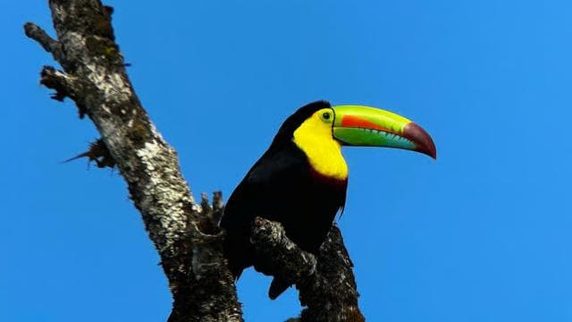 Monteverde: Cloud Forest Tour with a local Guide