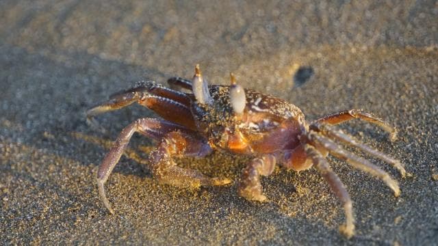 Uvita: Nature Walk at Marino Ballena National Park