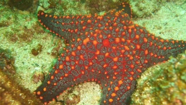 Tamarindo: Guided Snorkeling Tour with Marine Life Spotting