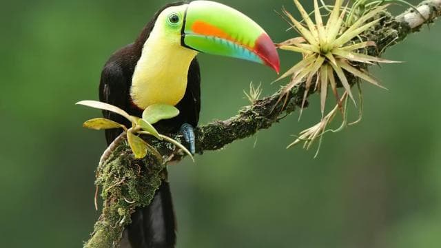Rio Celeste Waterfall and Sloth Hike with Lunch