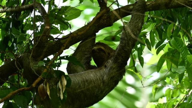 Marino Ballena National Park Private Naturalist Hike
