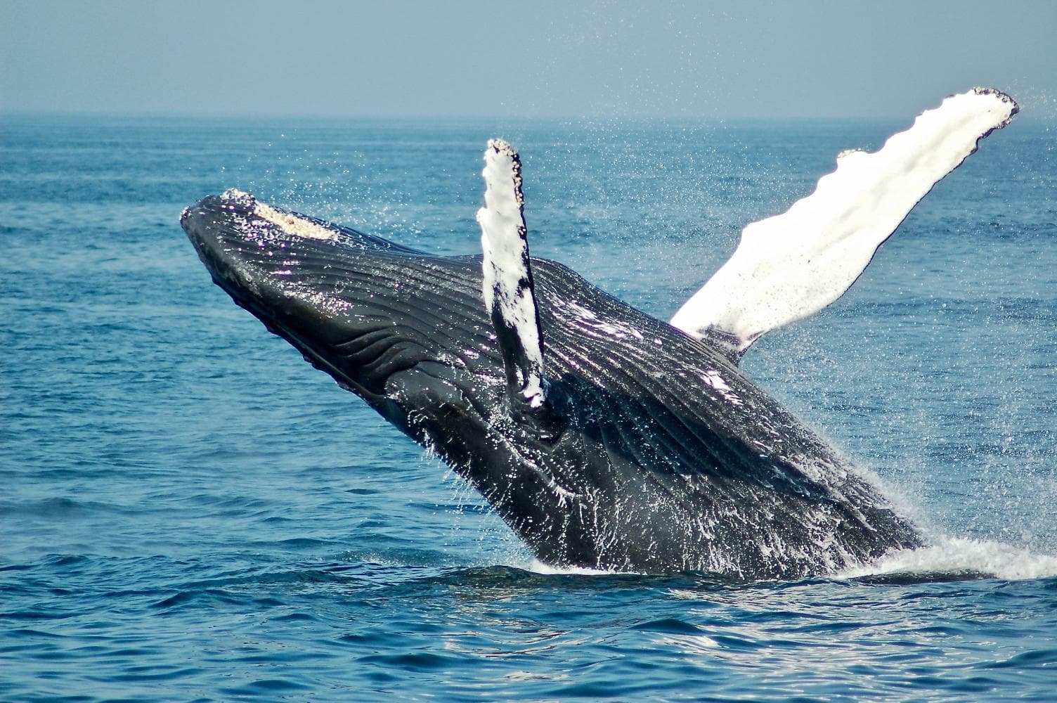 Whale Watching + Cayo Levantado + El Limón Waterfall Safari from Sabana de la Mar