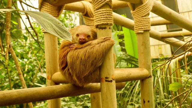 Monteverde: Zip Lines, Bridges, Butterflies, Sloths and more