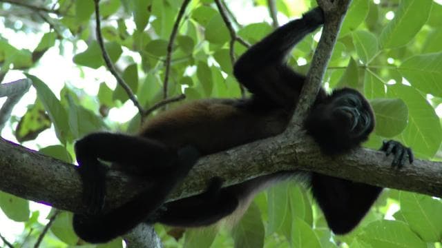 From Jaco: Full-Day Manuel Antonio National Park Tour
