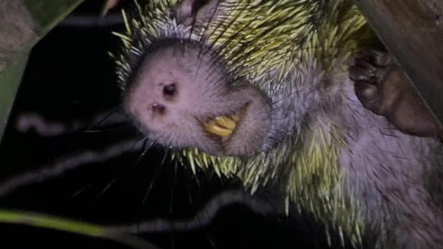Manuel Antonio: Night Walking Tour