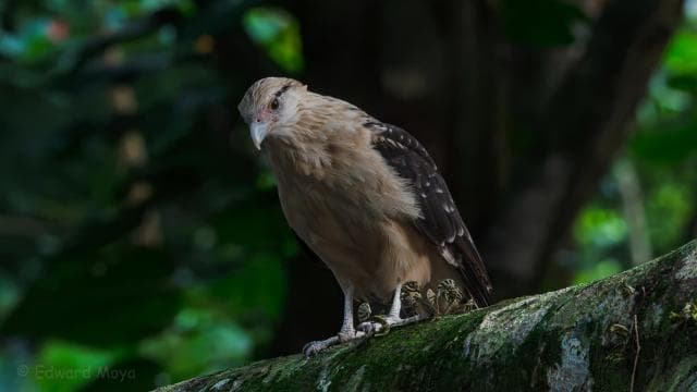 Uvita: Birdwatching