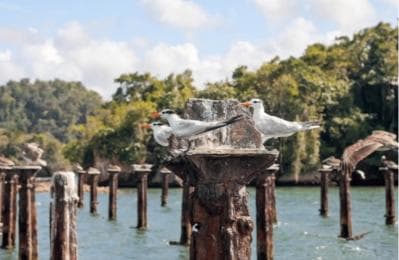 Samana: Los Haitises, Caño Hondo, Kayak Tour with Lunch