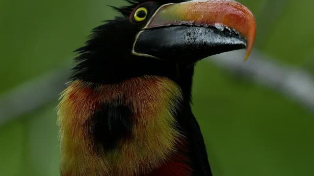 Marino Ballena National Park Private Naturalist Hike