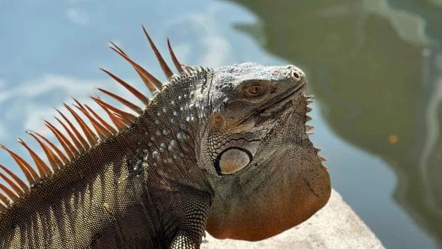 Tortuguero: Canoe tour package and night walk in the jungle.