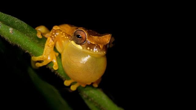 La Fortuna: Evening Frog Safari
