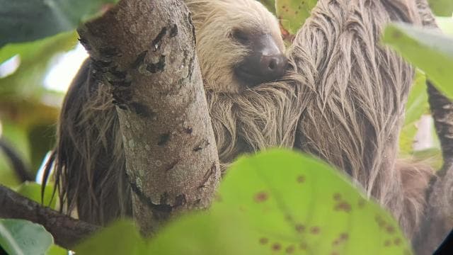 Cahuita: National Park Wildlife & Sightseeing Guided Tour