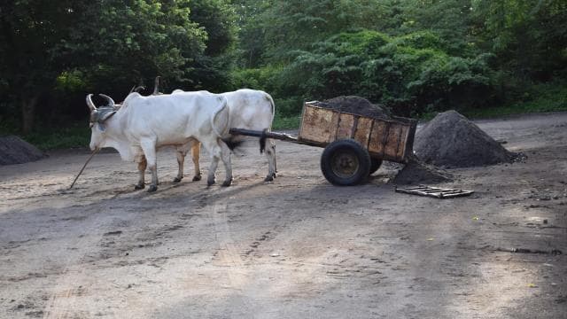 Guanacaste: Palo Verde Wildlife Safari Boat Tour