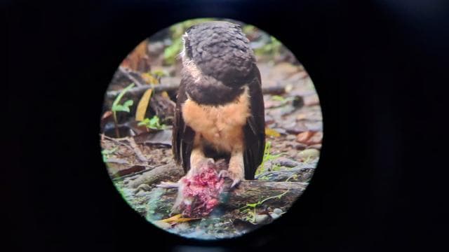 Bird Watching at Juan Castro Blanco National Park