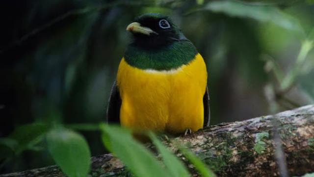 Puerto Jimenez: Corcovado National Park Sirena Day Tour