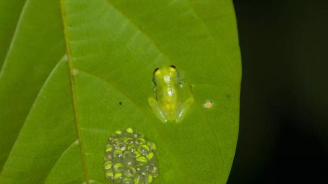 Drake Bay: Wildlife Tour at Night with Naturalist Guide