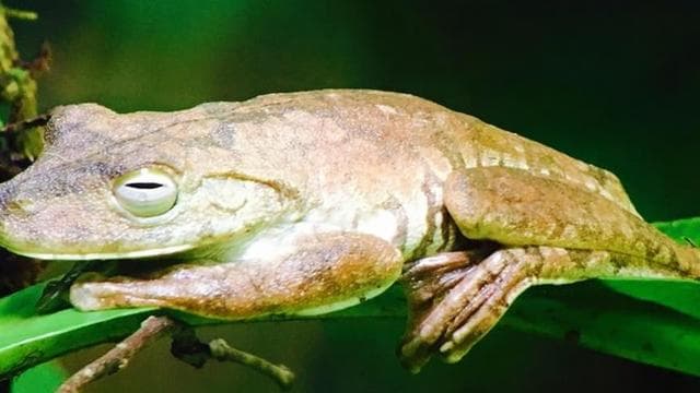Manuel Antonio: Wildlife and Beach Tour in National Park