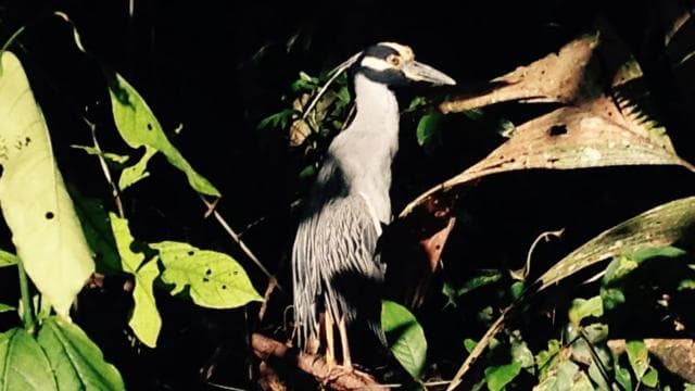 Tortuguero: Canoe Tour and Wildlife Spotting