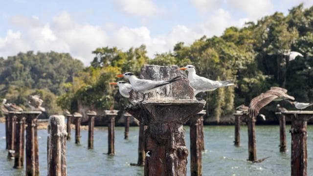 From Samana: Los Haitises Boat and Walking Tour with Lunch