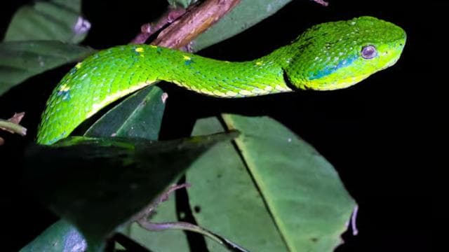 Monteverde: Private Night Tour with Wildlife Encounters
