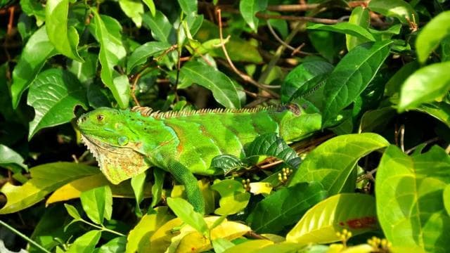 Tortuguero: Canoe Tour and Wildlife Spotting