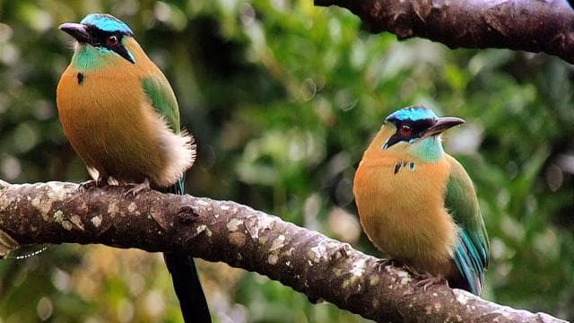 Monteverde: Cloud Forest Hanging Bridges Guided Tour