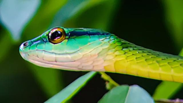Manuel Antonio National Park: Private Nature Experience