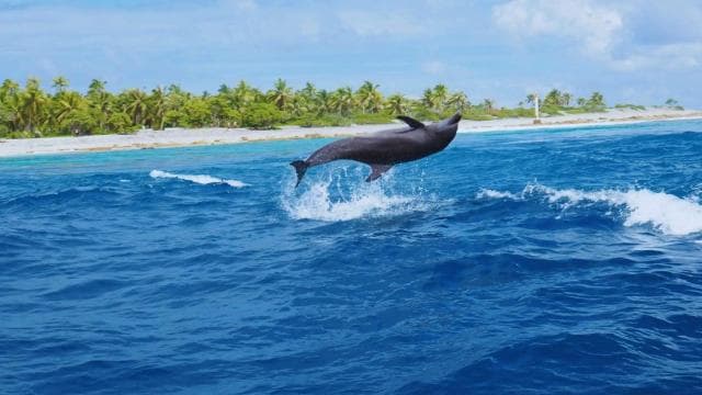 Dive into Paradise: Manzanillo's Dolphin, Snorkel and Lunch