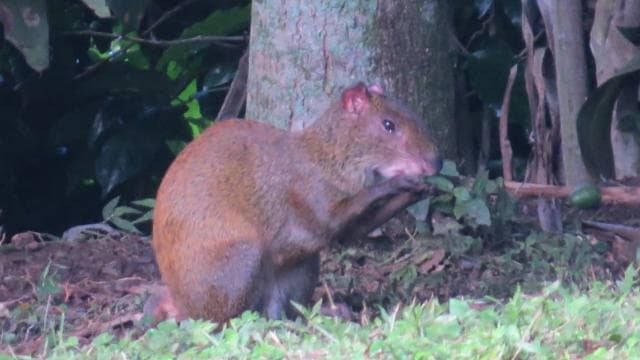 Tortuguero: Day walk in Tortuguero National Park (Jaguar)