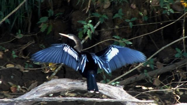 Caño Negro: rivers and lagoons: bird, flora and fauna tour