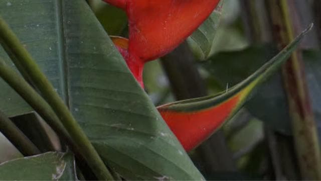 Uvita: Nature Walk at Marino Ballena National Park