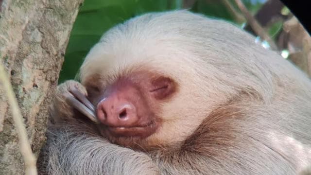 Quepos: Manuel Antonio National Park Guided Tour