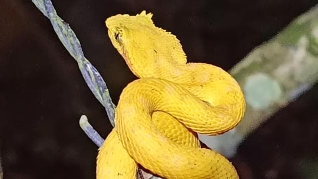 Cahuita's Tarantula Way Night Tour