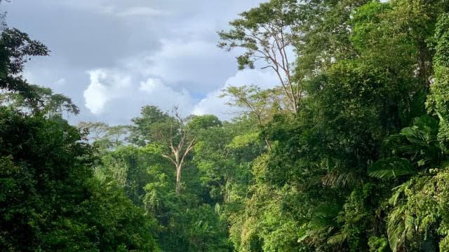 Tortuguero: Kayak adventure through the rainforest canals.