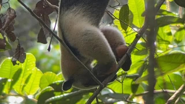 Quepos: Manuel Antonio National Park Guided Tour