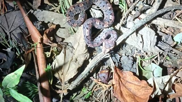 La Fortuna Night Walk in a High Biodiversity Rainforest