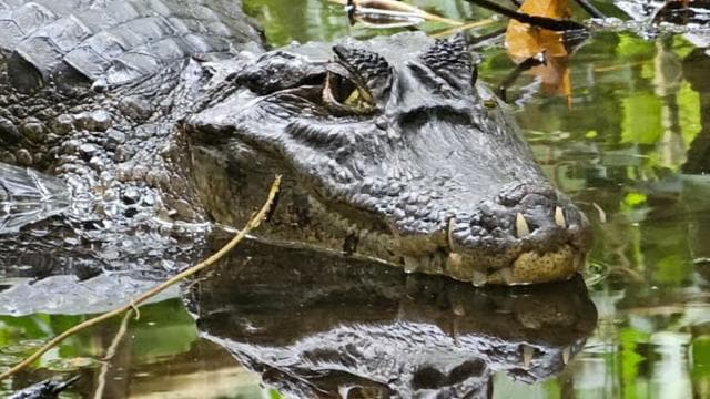 Tortuguero: Canoe tour through the Costa Ricans Amazons.