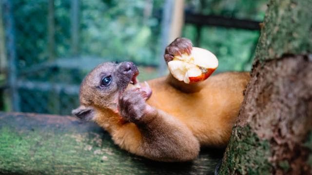 Manuel Antonio: Volunteer for a Day at a Wildlife Sanctuary