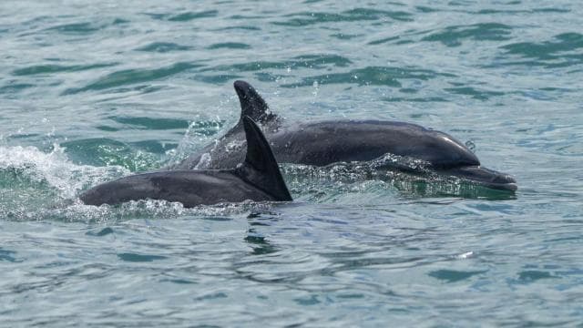 Marino Ballena National Park: Whale and Dolphin Watching