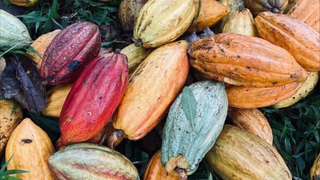 PV & Cahuita: Chocolate Tour Bri Bri Village & Waterfalltour
