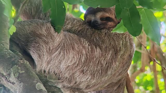 Manuel Antonio National Park tour Entrance ticket included.