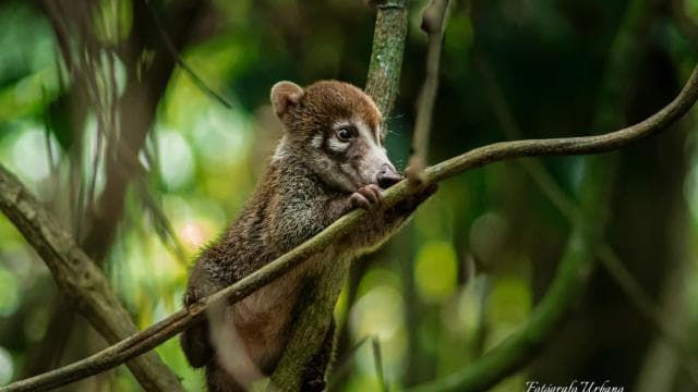 From Uvita: Day Trip to Corcovado National Park by Boat