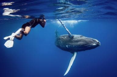 Samana: Private Whale Watching Half Day Trip