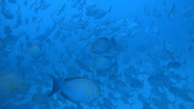 Uvita: Snorkeling in Caño Island