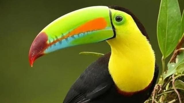 Monteverde: Nature walk in Curicancha Reserve