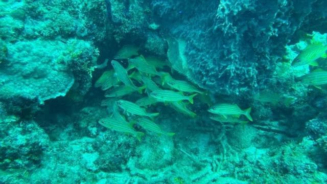 Punta Cana Scuba Doo: Discover Marine Life In a Fun Way