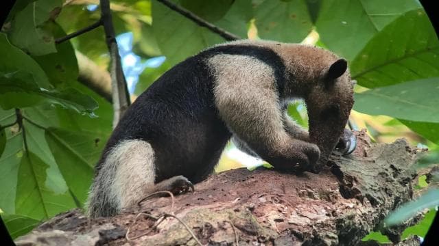 From Puerto Jimenez: Corcovado National Park Full-Day Tour